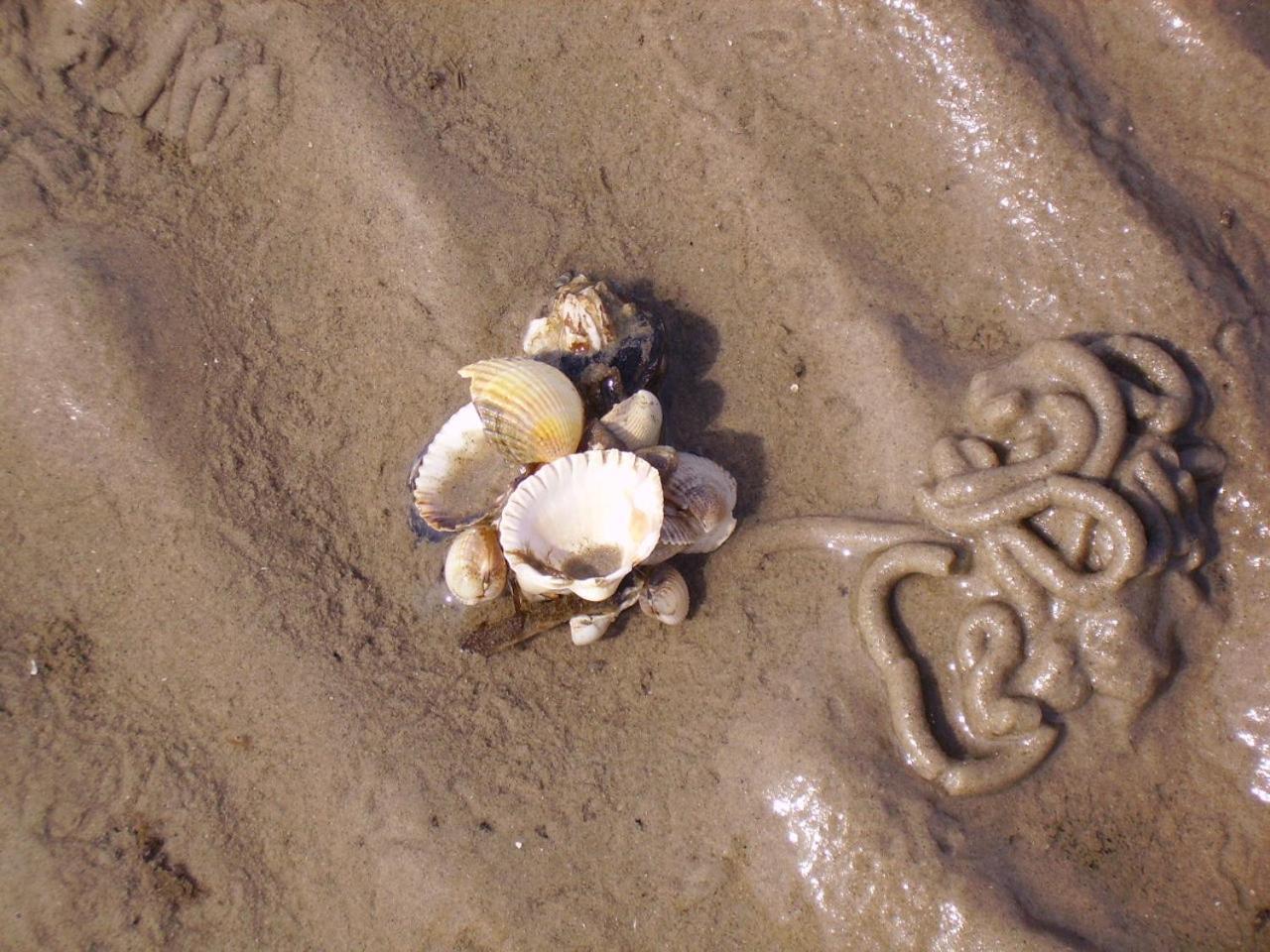 Nordsee Lodge เพลล์วอร์ม ภายนอก รูปภาพ